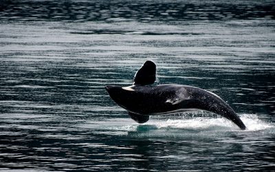 What’s Wrong with Whaling?