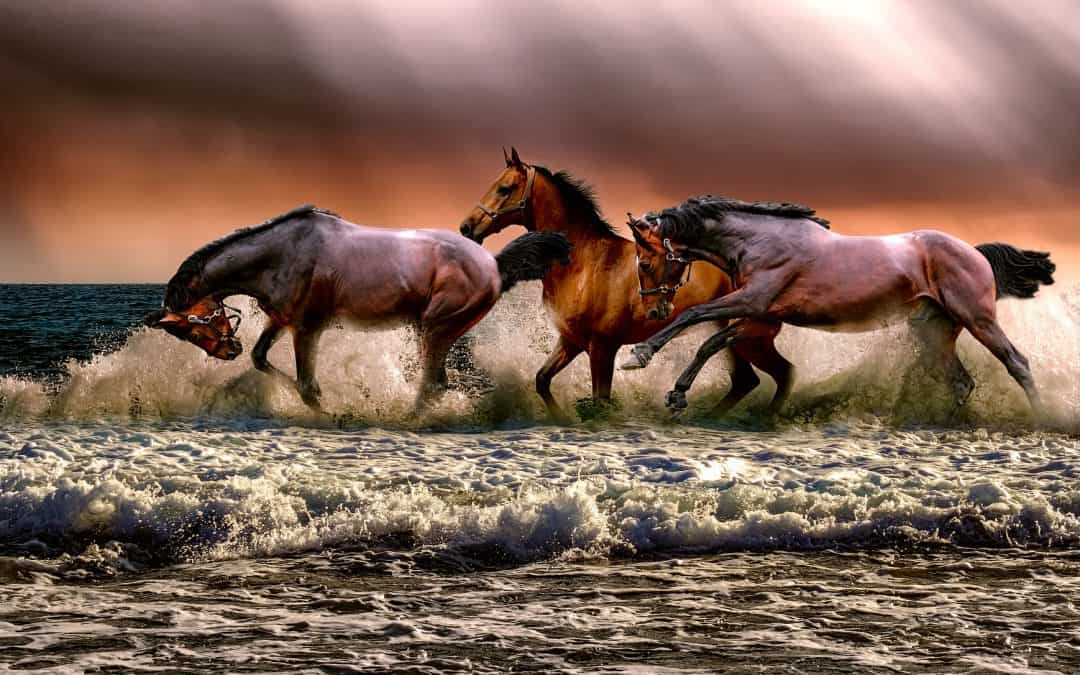 Horses & Chariots & the Israelites