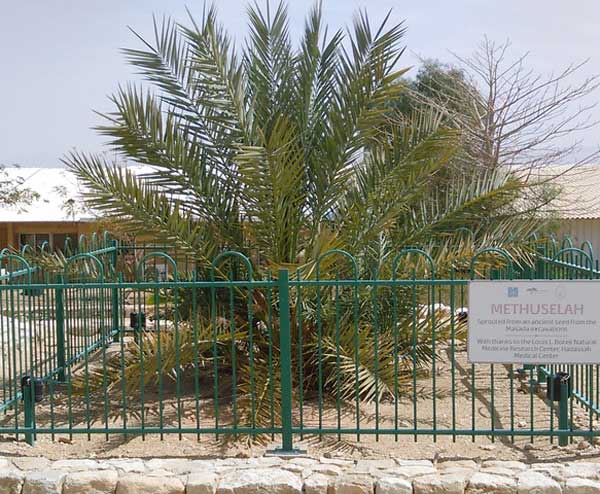 METHUSELAH DATE PALM